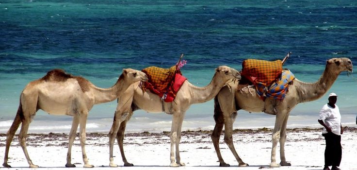 "Camel Ride as Authentic Magi!"